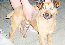 Frightened ‘Taffy’ rescued from cliff