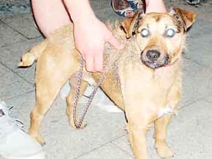 Frightened ‘Taffy’ rescued from cliff