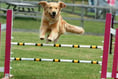 Pembrokeshire County Show, August 16, 17, 18, preview