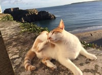 Fond farewell to loveable feline Hamish