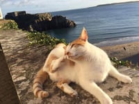 Fond farewell to loveable feline Hamish