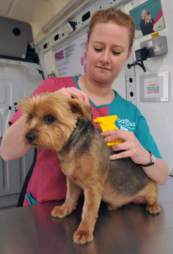 Pdsa microchipping sales