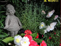 Garden Party and Summer Extravaganza