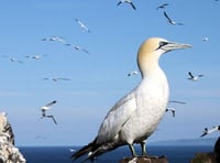 The Private Life of the Gannet at Tenby Museum
