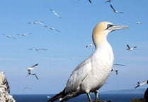The Private Life of the Gannet at Tenby Museum