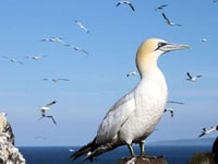 The Private Life of the Gannet at Tenby Museum