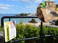 Could Tenby's dive-bombing gulls be 'drugged-up and drunk'