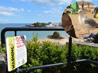 Could Tenby's dive-bombing gulls be 'drugged-up and drunk'
