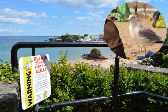 Could Tenby's dive-bombing gulls be 'drugged-up and drunk'