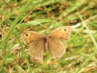 Moths and butterflies at Colby Woodland Garden