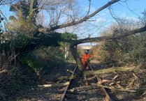 ‘Tree-mendous:’ Network Rail's biggest ever tree survey in Wales