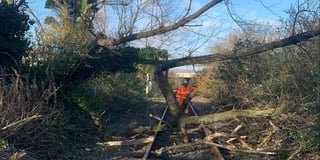 ‘Tree-mendous:’ Network Rail's biggest ever tree survey in Wales