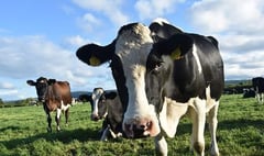 NFU Cymru members to discuss bovine TB at Pembrokeshire meeting