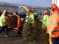 Christmas tree collection for Pembrokeshire under the spotlight
