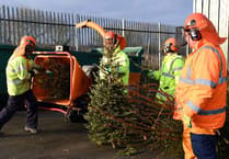Christmas tree collection for Pembrokeshire under the spotlight