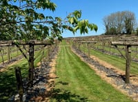After a dormant winter, grapes start to swell for vineyard near Whitland