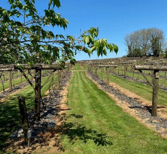 After a dormant winter, grapes start to swell for vineyard near Whitland