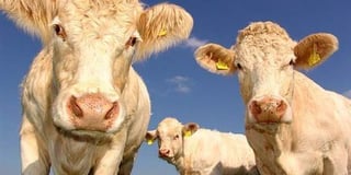 NFU Cymru survey shows one in five Welsh farmers were victims of crime last year