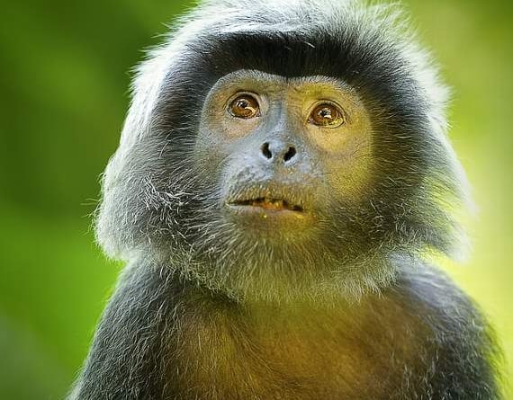 RSPCA 'delighted' as Welsh Government shifts position to back primate pet ban RSPCA 'delighted' as Welsh Government shifts position to back primate pet ban