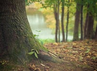 Woodland management plan  for Penally discussed