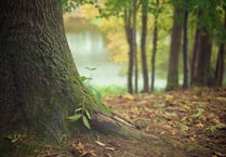 Woodland management plan  for Penally discussed
