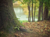 Woodland management plan  for Penally discussed