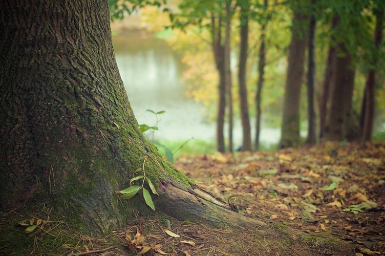 trees