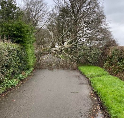 fallen tree Sardis