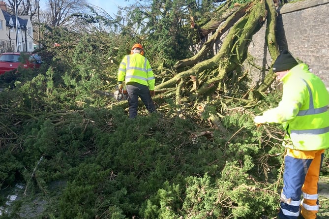 Tree damage clearance along Catalina Avenue, Pembroke Dock