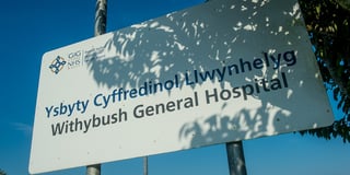Withybush Hospital: diseased trees to be removed and replaced