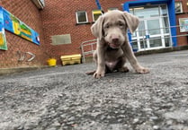 New pup ‘Blue’ is top dog at Pembrokeshire Learning Centre