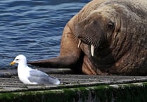 Celebrating Pembrokeshire’s Marine and Coastal Life