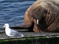 Coastal wildlife campaign launched