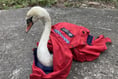 Swan gets ‘a-rest’ in police car after Pembrokeshire rescue