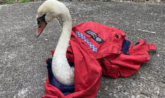 Swan gets ‘a-rest’ in police car after Pembrokeshire rescue