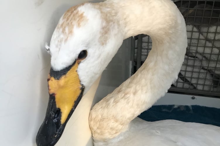 Icelandic whopper swan