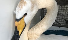 ‘One of the oldest Icelandic whooper swans on record’ found
