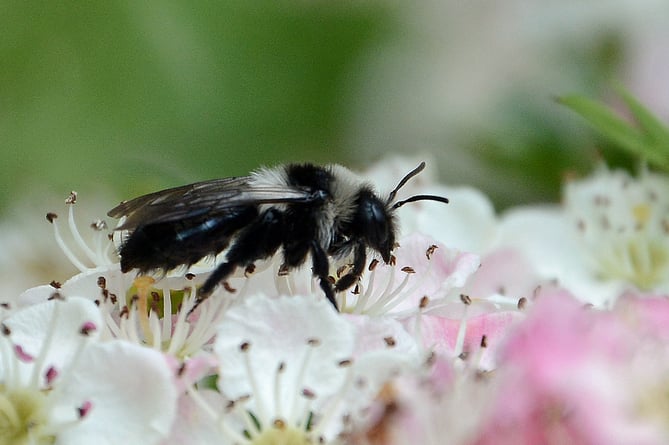 Ashy Mining bee on Hawthorn blossom