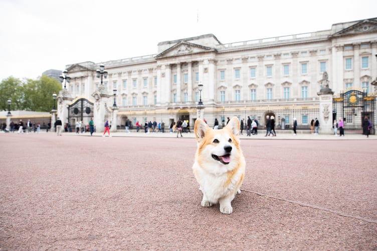 Pembroke Welsh Corgi