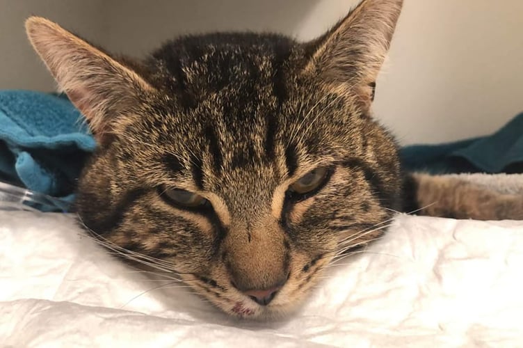 Tabby cat