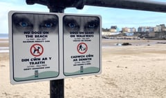 Suggestion to alter ‘dog beach ban’ times for Tenby touted