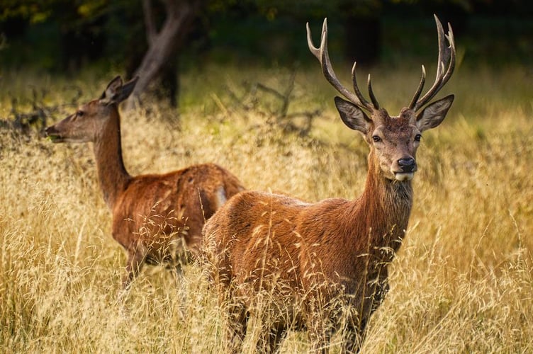 Deer