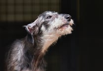 RSPCA top tips: What to do about barking dogs in your neighbourhood