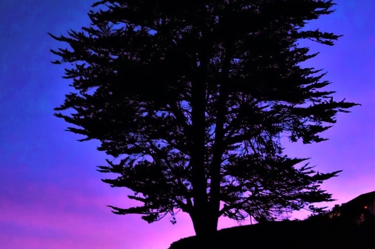 Lonely Tree