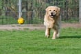 Council’s reminder to use licensed dog boarding facilities