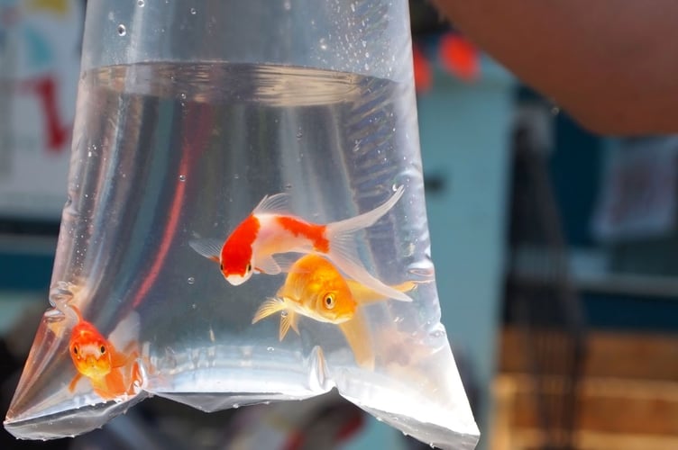goldfish