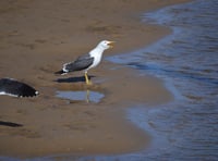 Advice on finding dead or sick wild birds in Pembrokeshire
