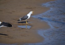 Advice on finding dead or sick wild birds in Pembrokeshire