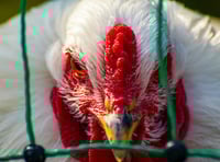 Bird flu prompts Pembrokeshire visits