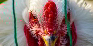 Bird flu prompts Pembrokeshire visits